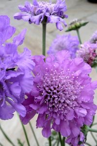 Preview wallpaper scabious, flowers, garden, close-up, flowerbed