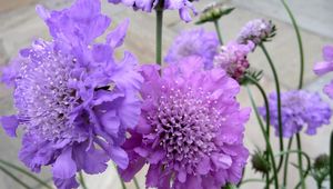 Preview wallpaper scabious, flowers, garden, close-up, flowerbed