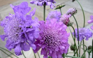 Preview wallpaper scabious, flowers, garden, close-up, flowerbed