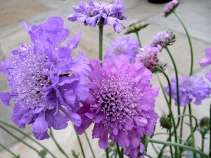 Preview wallpaper scabious, flowers, garden, close-up, flowerbed