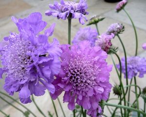 Preview wallpaper scabious, flowers, garden, close-up, flowerbed