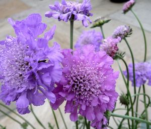 Preview wallpaper scabious, flowers, garden, close-up, flowerbed