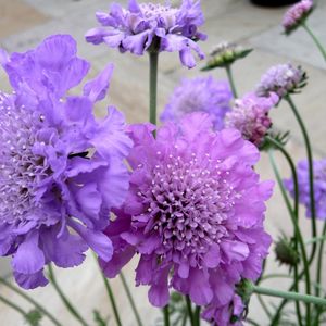 Preview wallpaper scabious, flowers, garden, close-up, flowerbed