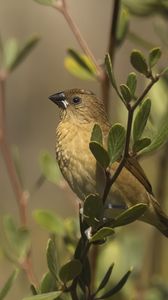 Preview wallpaper scaly-breasted munia, munia, bird, wildlife