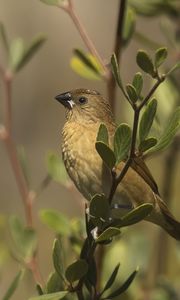 Preview wallpaper scaly-breasted munia, munia, bird, wildlife