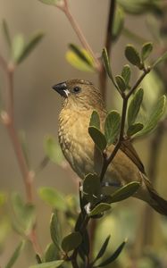 Preview wallpaper scaly-breasted munia, munia, bird, wildlife