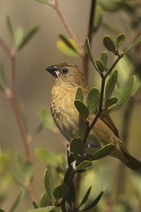 Preview wallpaper scaly-breasted munia, munia, bird, wildlife