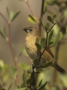 Preview wallpaper scaly-breasted munia, munia, bird, wildlife