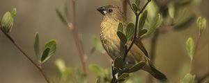 Preview wallpaper scaly-breasted munia, munia, bird, wildlife