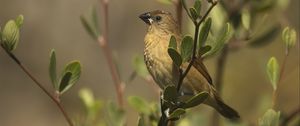 Preview wallpaper scaly-breasted munia, munia, bird, wildlife