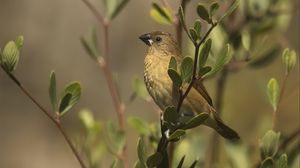 Preview wallpaper scaly-breasted munia, munia, bird, wildlife