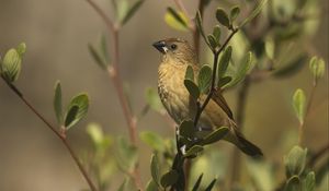 Preview wallpaper scaly-breasted munia, munia, bird, wildlife