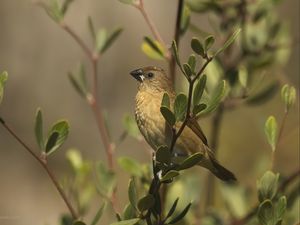 Preview wallpaper scaly-breasted munia, munia, bird, wildlife