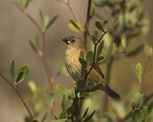 Preview wallpaper scaly-breasted munia, munia, bird, wildlife