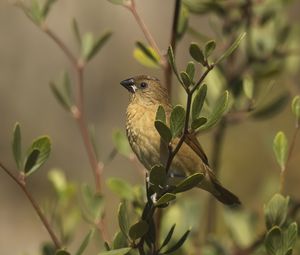 Preview wallpaper scaly-breasted munia, munia, bird, wildlife