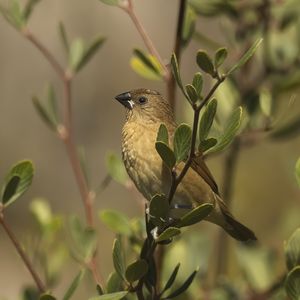 Preview wallpaper scaly-breasted munia, munia, bird, wildlife