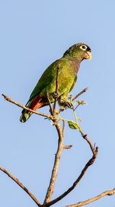 Preview wallpaper scaly-headed parrot, parrot, bird, branch, sky