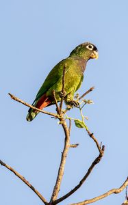 Preview wallpaper scaly-headed parrot, parrot, bird, branch, sky