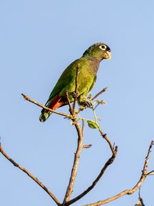 Preview wallpaper scaly-headed parrot, parrot, bird, branch, sky