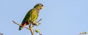 Preview wallpaper scaly-headed parrot, parrot, bird, branch, sky