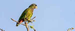 Preview wallpaper scaly-headed parrot, parrot, bird, branch, sky