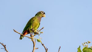 Preview wallpaper scaly-headed parrot, parrot, bird, branch, sky