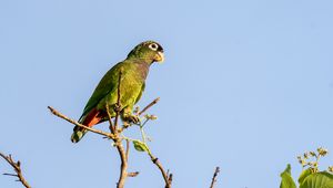 Preview wallpaper scaly-headed parrot, parrot, bird, branch, sky