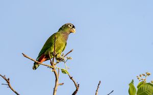 Preview wallpaper scaly-headed parrot, parrot, bird, branch, sky