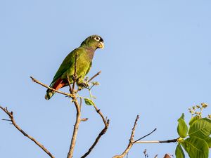 Preview wallpaper scaly-headed parrot, parrot, bird, branch, sky