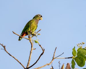 Preview wallpaper scaly-headed parrot, parrot, bird, branch, sky