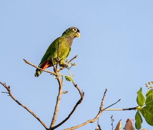 Preview wallpaper scaly-headed parrot, parrot, bird, branch, sky