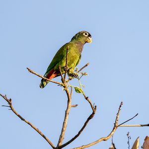 Preview wallpaper scaly-headed parrot, parrot, bird, branch, sky