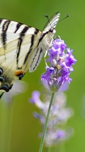 Preview wallpaper scarce swallowtail, butterfly, flower, macro