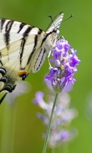 Preview wallpaper scarce swallowtail, butterfly, flower, macro