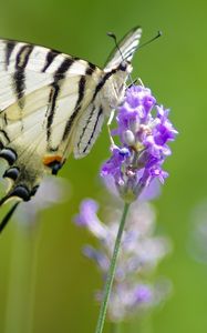 Preview wallpaper scarce swallowtail, butterfly, flower, macro