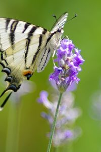 Preview wallpaper scarce swallowtail, butterfly, flower, macro