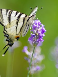 Preview wallpaper scarce swallowtail, butterfly, flower, macro