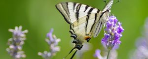 Preview wallpaper scarce swallowtail, butterfly, flower, macro