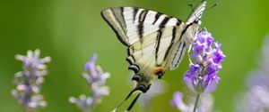 Preview wallpaper scarce swallowtail, butterfly, flower, macro