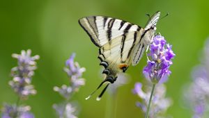 Preview wallpaper scarce swallowtail, butterfly, flower, macro