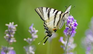 Preview wallpaper scarce swallowtail, butterfly, flower, macro