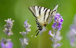 Preview wallpaper scarce swallowtail, butterfly, flower, macro