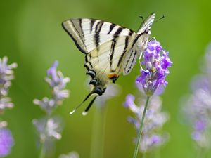 Preview wallpaper scarce swallowtail, butterfly, flower, macro