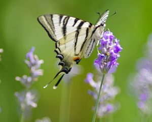 Preview wallpaper scarce swallowtail, butterfly, flower, macro