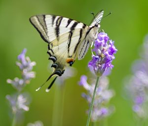 Preview wallpaper scarce swallowtail, butterfly, flower, macro