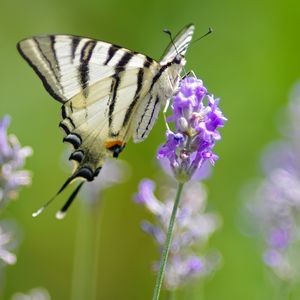 Preview wallpaper scarce swallowtail, butterfly, flower, macro