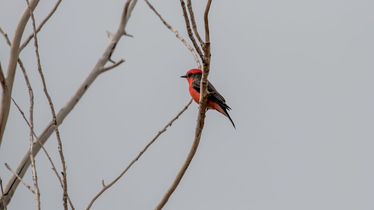 Wallpaper scarlet flycatcher, bird, branches, sky