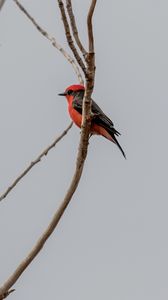 Preview wallpaper scarlet flycatcher, bird, branches, sky