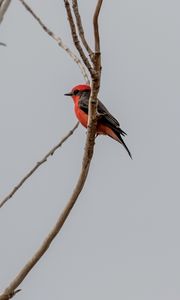 Preview wallpaper scarlet flycatcher, bird, branches, sky