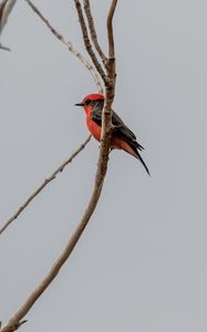 Preview wallpaper scarlet flycatcher, bird, branches, sky